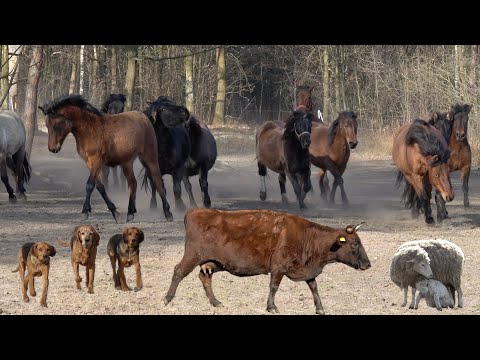 Zimowe obrządki w gospodarstwie Agroturystycznym u Państwa Kuśnierz