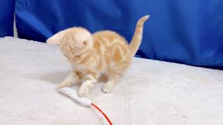 アメリカンショートヘアの動画01