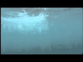 Dolphins The Wild Side