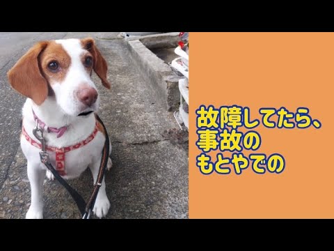 ワンワンU・x・Uお悩み相談室3️⃣1️⃣〜福井市「さくら🌸ちゃん」#こまめな点検で事故防止