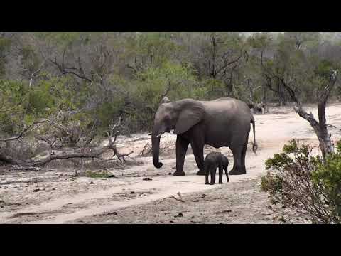 Djuma: Elephants with very small baby drinking - 13:05 - 11/22/18