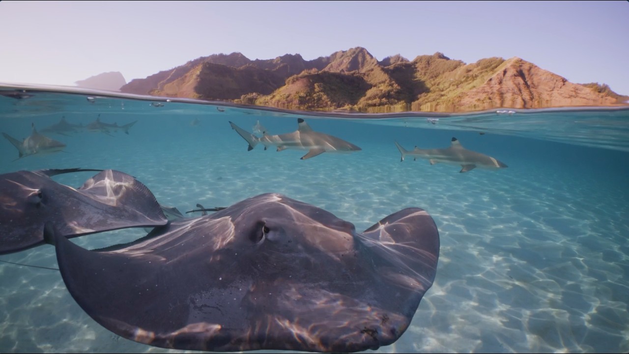 Save Our Seas Foundation 2025