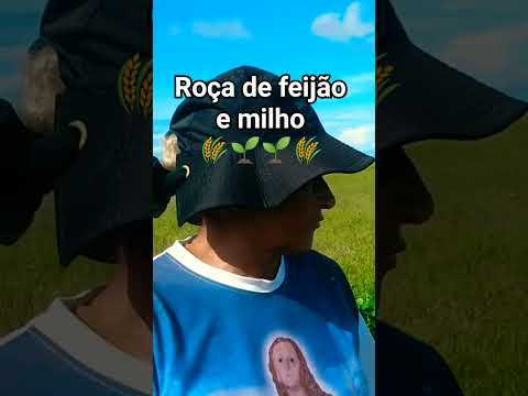 roça de feijão e milho