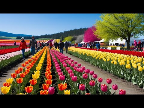 2025 Skagit Valley Tulip Festival: A Blooming Spectacle