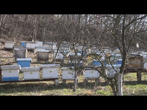 PRILOG - PČELARSTVO JE JEDNO OD ZANATA KOJI PODRAZUMEVA VELIKU LJUBAV / 17.03.2021. / TV GM PLUS