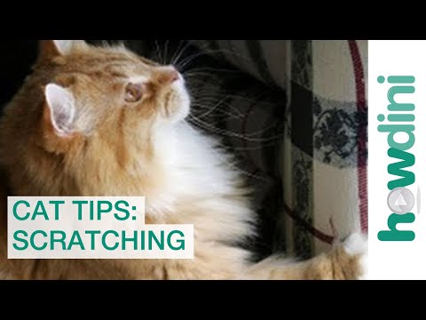 How to Stop Your Cat from Scratching - YouTube