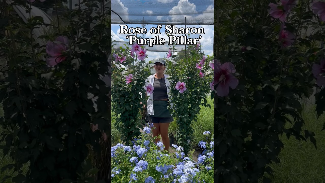 Althea Rose of Sharon purple bloom drought tolerant tree in ATX