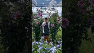 Althea (Rose of Sharon) Care & Growing Tips