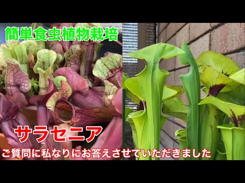 SOS Louvette: サラダを食べる白い虫を駆除するにはどうすればよいですか?  庭園