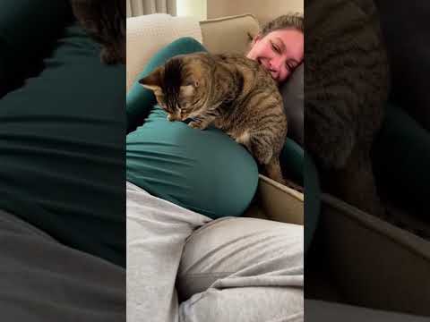 #catshorts #cat #funnyanimal #benitopurrlove #catsofyoutube #catvideo #cats