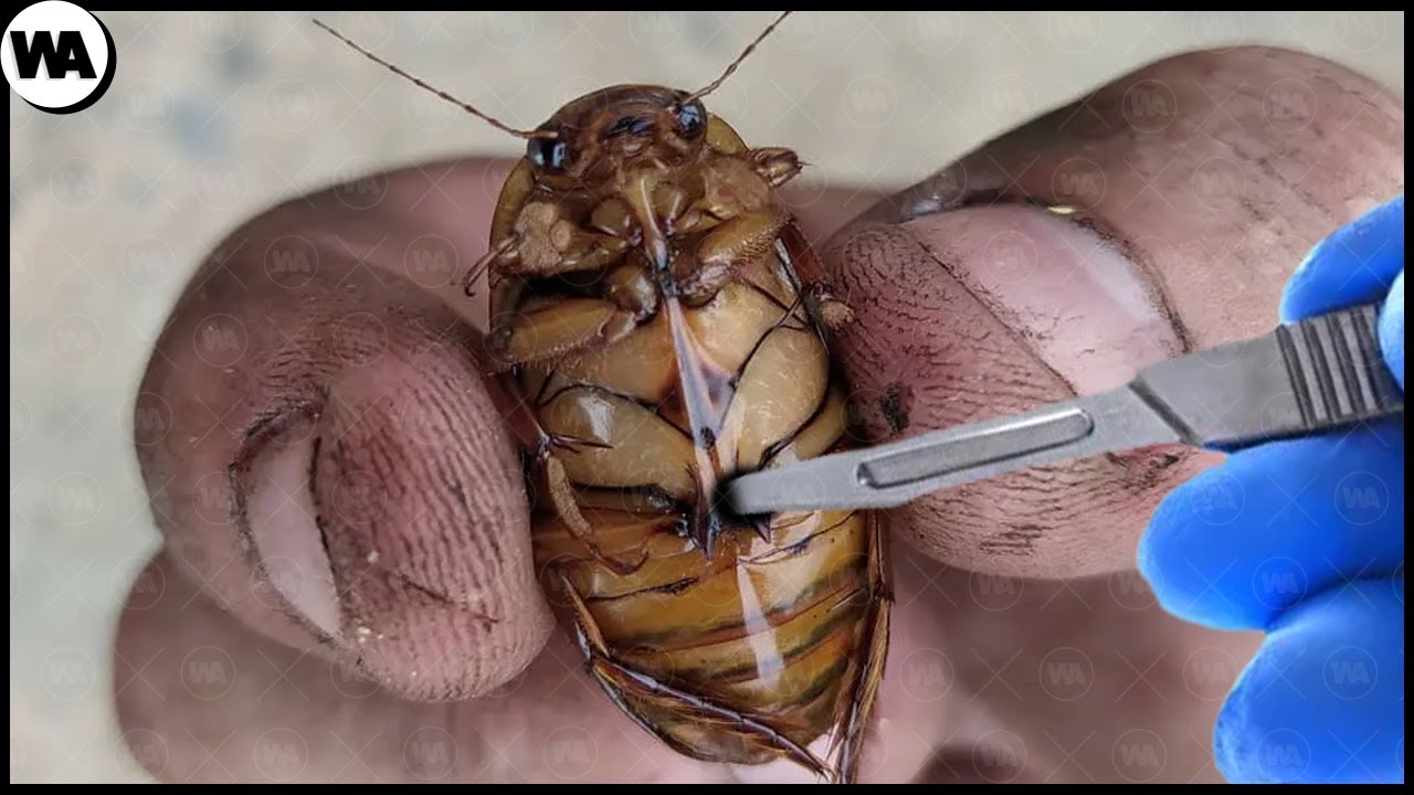 Comment Livrer un Cafard Correctement