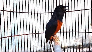 Download lagu Bakal LANGSUNG NYAUT dan MERESPON bila dipancing dengan murai batu ini mp3 Download lagu Bakal LANGSUNG NYAUT dan MERESPON bila dipancing dengan murai batu ini mp3