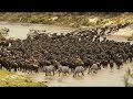 Best time to visit the Serengeti? Epic migration river crossing