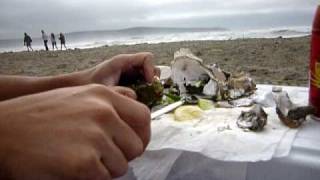 preview picture of video 'Shucking oysters from Hog Island Oyster Co on Dillon Beach'