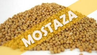 ☞ Té de semillas de mostaza beneficios de este poderoso antiinflamatorio para el cuerpo