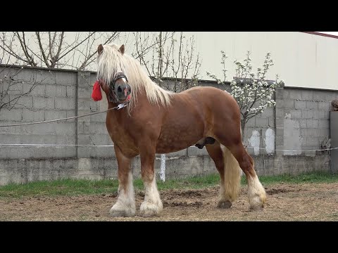 Cu Andrei si Marius de la Turda prin Romania  2020 part 2