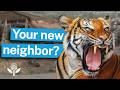 Can People Live With Wild Animals
