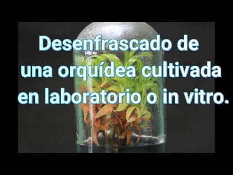 , title : 'Desenfrascado y endurecimiento de una orquídea cultivada in vitro'