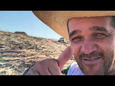 Carregamento de cana inteira na fazenda mongaba município novo Lino Alagoas