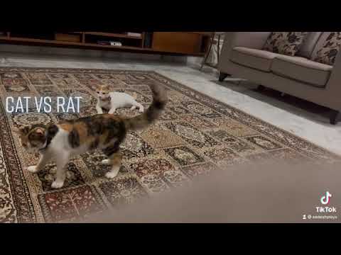 Cat vs the fake rat (Part 1)