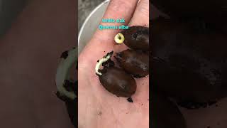 YOU should grow an acorn this fall! #oaks #trees