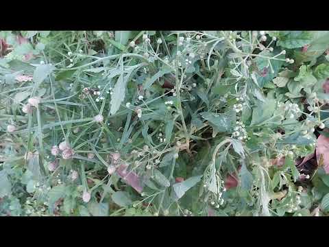 19/8/tshuaj zoo zwm pob hauv nrog cev thiab tawm hws nplaum 2