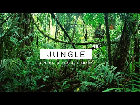 Jungle - Cinematic Videos 4K | Free Jungle Footage Stock