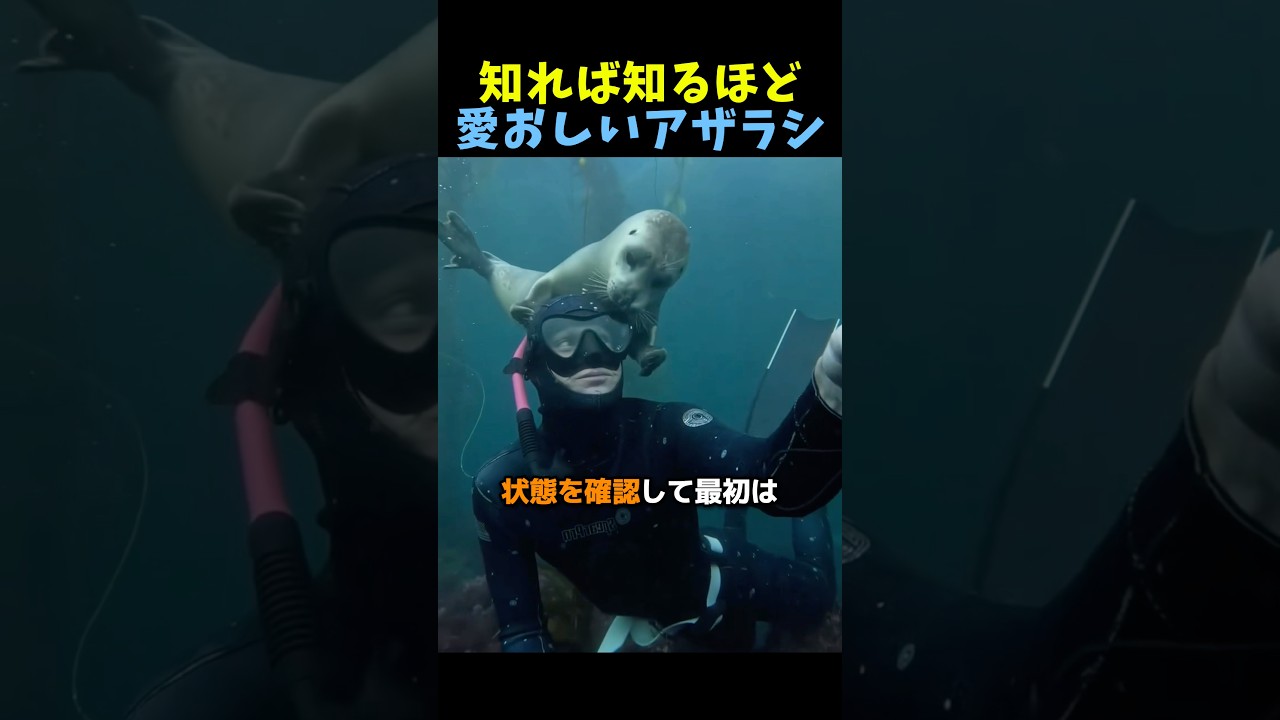 知れば知るほど愛おしいアザラシ🦭 #感動する話 #動物動画 #動物
