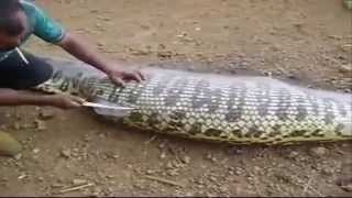 Guess Whats Inside This Snake