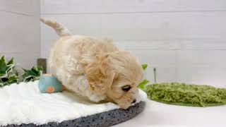 ハーフ犬の動画01