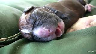 Amazing Boxer Puppies Birth 2018! Part 3 (Must See)