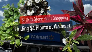 Big Box Store Plant Shopping Walmart $1 Plant Finds Cheap Plants on Sale Indoor and Outdoor Plants