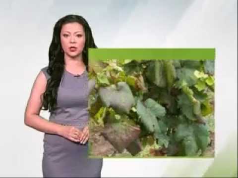 Zelena prognoza 24.6.2014. - Cikade u vinovoj lozi