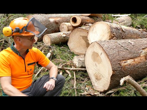Borkenkäfereinsatz: Abholzaktion im Waldnaabtal