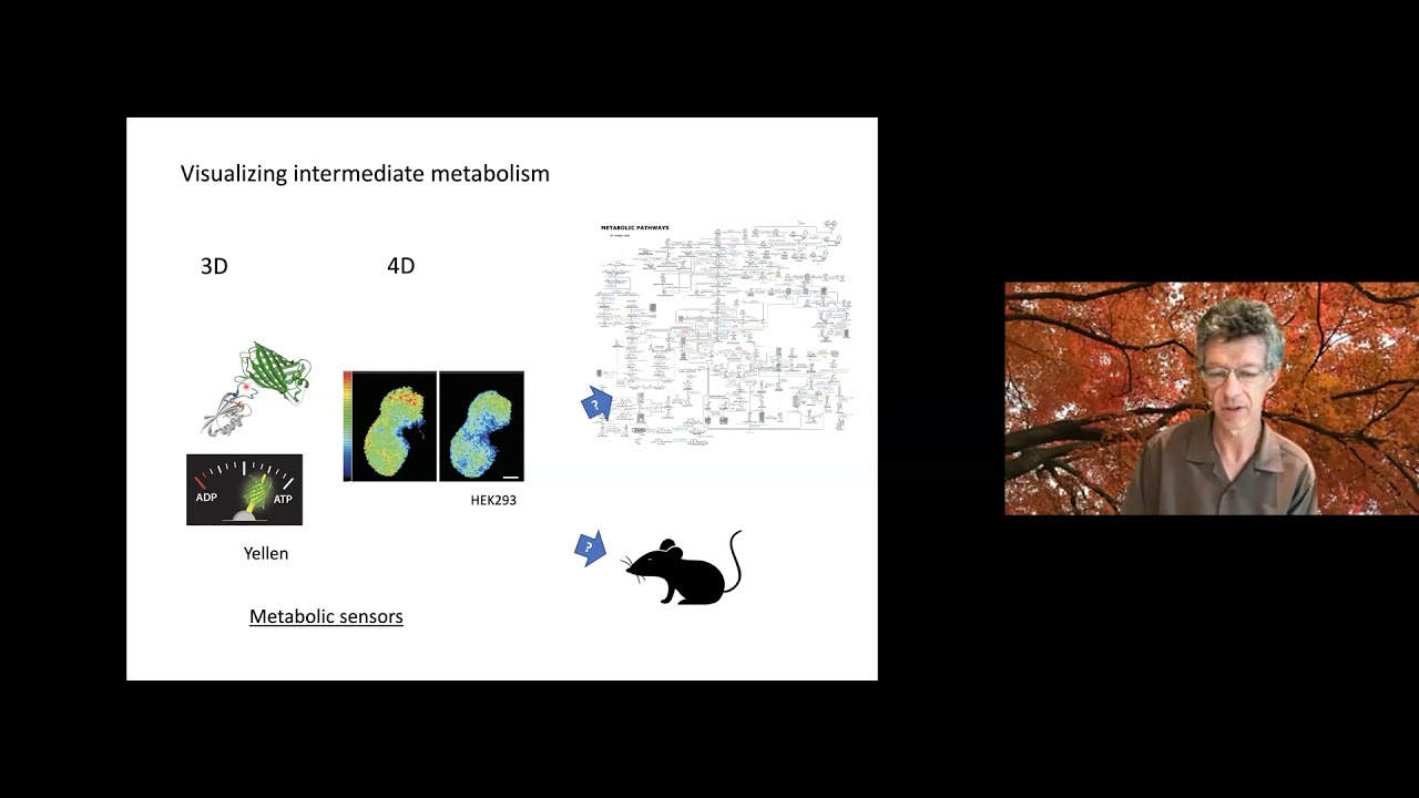 4D Metabolism: Visualizing and modulating metabolic fluxes across spatiotemporal scales