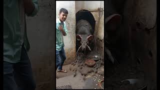 Download lagu Big Rat in India #rat #india #shocking #shorts mp3 Download lagu Big Rat in India #rat #india #shocking #shorts mp3