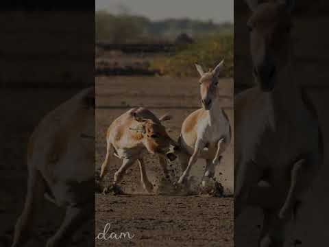 Photographs from Little Rann of Kutchh #wildlife #birdwatching #bird #lrk #gujrat #photography