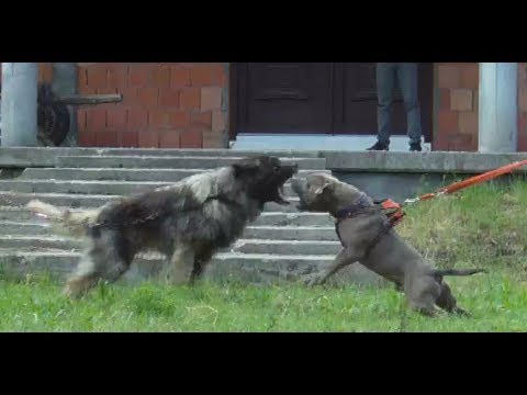 Two Powerful Breeds Collide – Sarplaninac vs. American Bully!