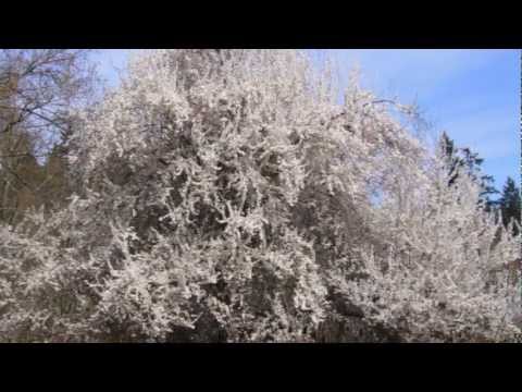 Howling Gael - Pretty Peg