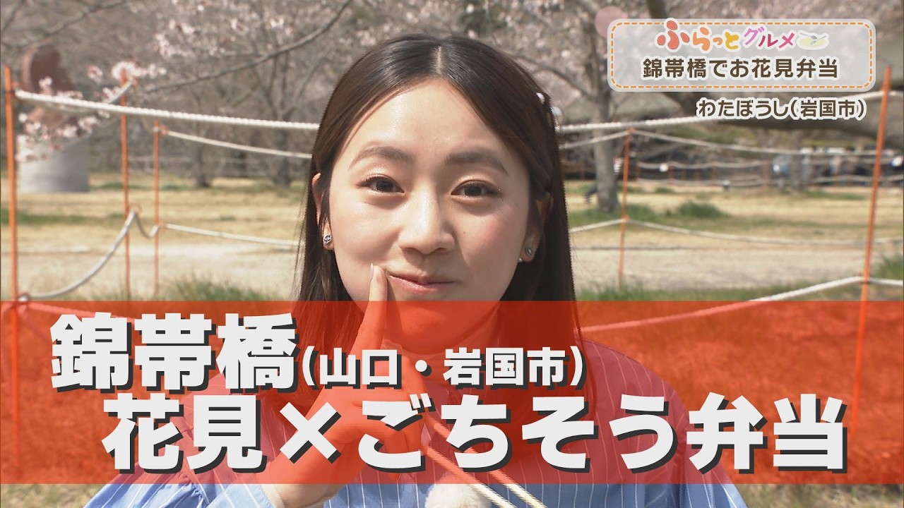 春限定！桜×絶品ランチ弁当🌸岩国で楽しむお花見グルメ【わたぼうし】 #野口緒美