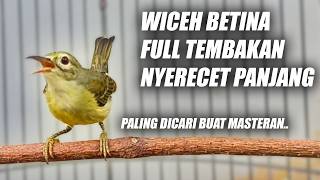 Download lagu KOLIBRI KELAPA GACOR FULL NGECRET PANJANG - MASTERAN KORLAP BETINA - SUARA MANGGAR WICEH BETINA mp3 Download lagu KOLIBRI KELAPA GACOR FULL NGECRET PANJANG - MASTERAN KORLAP BETINA - SUARA MANGGAR WICEH BETINA mp3