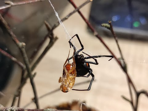 Latrodectus Menavodi black widow spider feeding