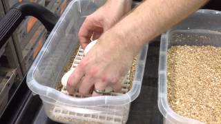 Garrick DeMeyer's Ball Python Breeding Season- breeding, gravid females, and egg setup.
