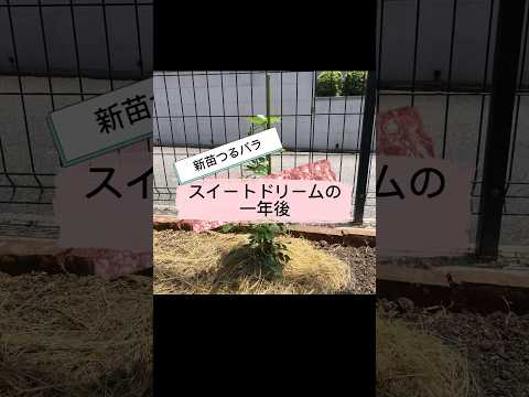 バラの茂みと一緒に何を植えるべきか、一緒に植えてはいけない植物、ジギタリス、アジサイ