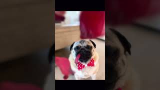 Download lagu Safe to say, the petals are NOT necessary for a cute photo… oh well 😆🌹 #cute #dog #love #pet #pug mp3 Download lagu Safe to say, the petals are NOT necessary for a cute photo… oh well 😆🌹 #cute #dog #love #pet #pug mp3