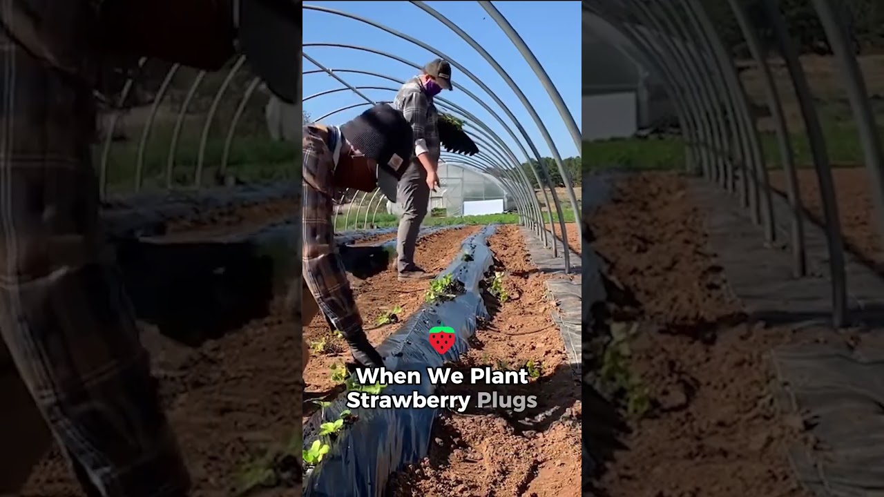 Strawberries will let you know pretty quickly if something is off 🍓