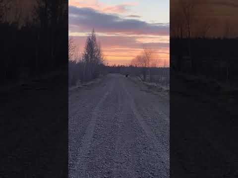 Большого бурого медведя заметили у сел в Верхневилюйском районе