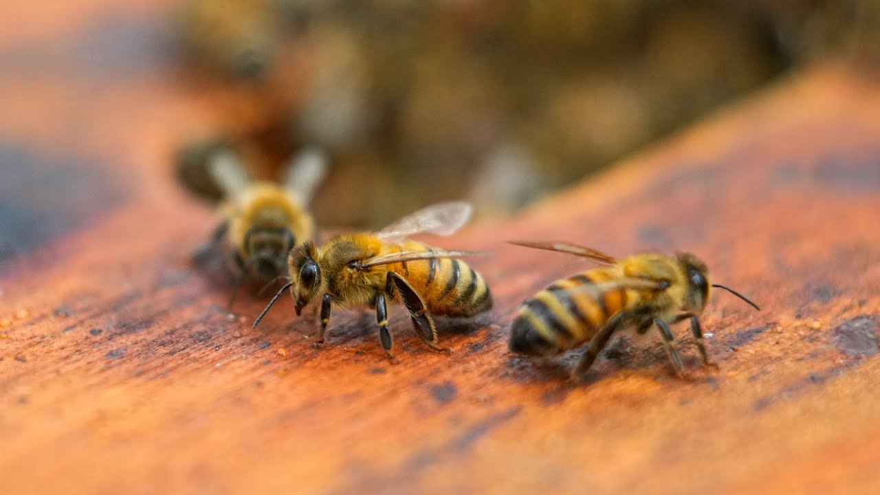 Miniatura de vídeo de Youtube