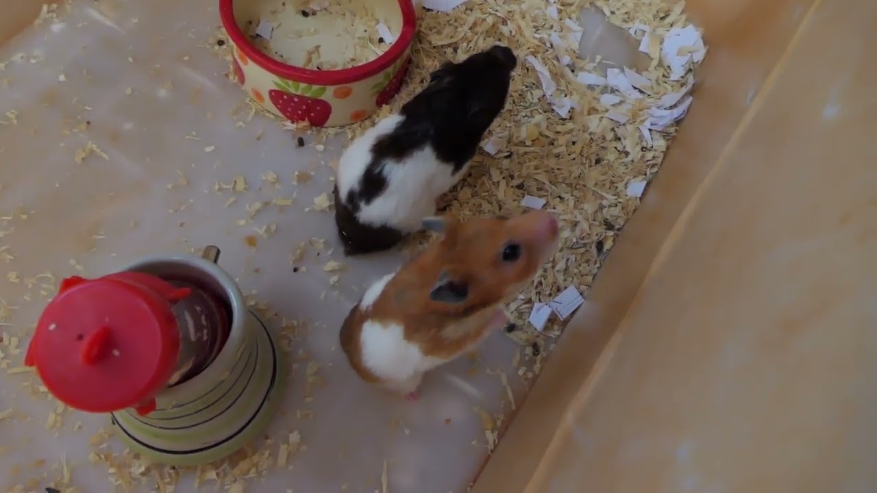 Hamsters Daily Activity - Adorable Hamsters Cleaning Up After Get Up While Raining Day