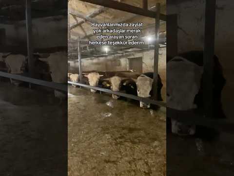 📍Sakarya / Karasu Sel afad sonrası ahırda mahsur kalan büyük baş hayvanlar 😔 Rabbim sen koru 🙏